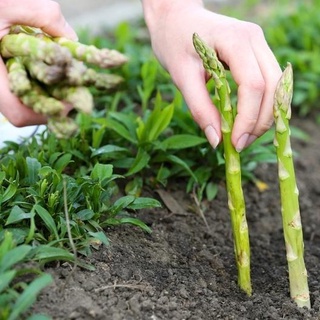 20 เมล็ด เมล็ดหน่อไม้ฝรั่ง หรือ แอสพารากัส (Asparagus) พันธุ์แมรี่วอชิงตัน (Mary Washington)