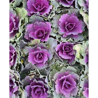 เมล็ดปูเล่สีม่วง20เมล็ดใบใหญ่ทรงสวยสีสด