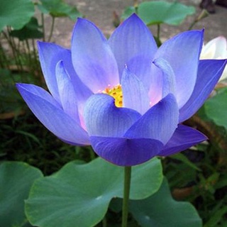 7 เมล็ด เมล็ดบัว สีน้ำเงิน ดอกใหญ่ สายพันธุ์เมล็ดบัว ดอกบัว Lotus seeds.