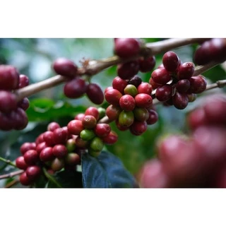 PK เมล็ดกาแฟคั่ว Full City+ Roast ขนาด 500g. คั่วกลางค่อนเข้ม + ส่งไว คั่วใหม่