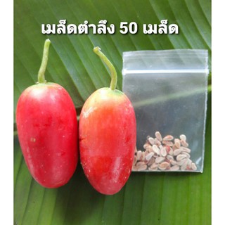 ผักสวนครัว เมล็ดตำลึง บรรจุ50เมล็ด 29บาท