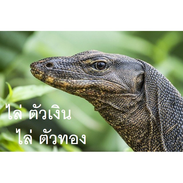 ผงไล่งูตัวเงินตัวทอง 3000กรัม ผสมดินเบา (SS-3) รูปที่ 3