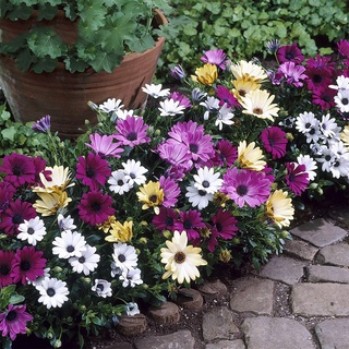 เมล็ดพันธุ์ เดซี่แอฟริกา คละสี 100 เมล็ด Mixed African Daisy (Osteospermum) เมล็ดพันธุ์แท้ นำเข้าจากต่างประเทศ โตไว