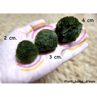 มาริโมะ ยุโรป 2 Cm. Marimo  Mossball สาหร่ายนำเข้า