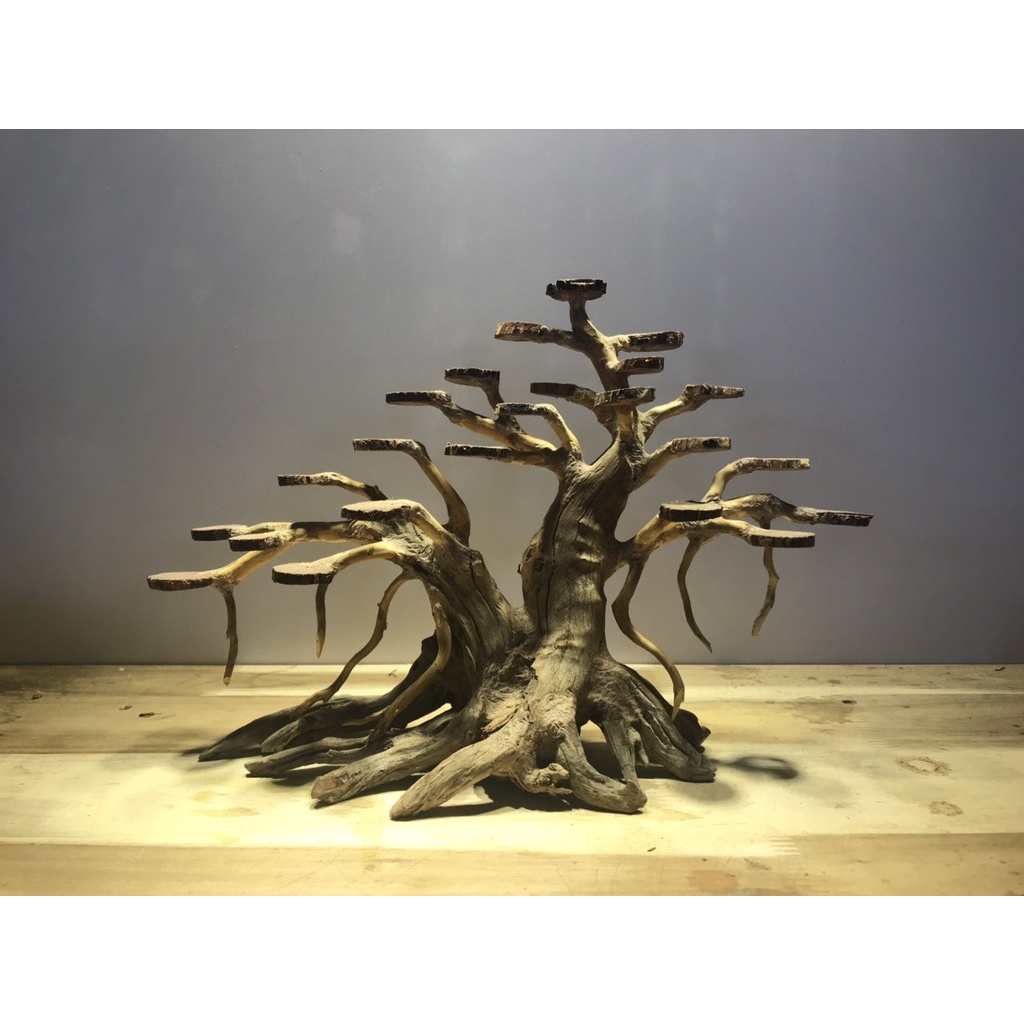 BONSAI สําหรับน้ําขนาดใหญ่ [TR/02]