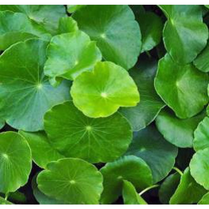 ว่านหางBR Derm 🇺🇸 ALOE VERA GEL PLUS 25 G เจลว่านหางจระเข้ - รูปที่ 4