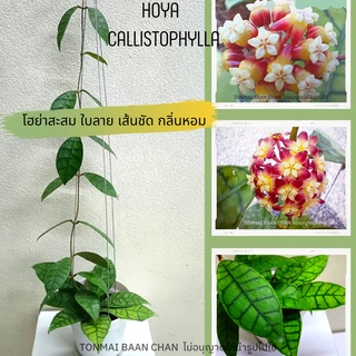 Hoya Callistophylla short leaves ต้นโฮย่า ไม้แขวนประดับ  สะสม