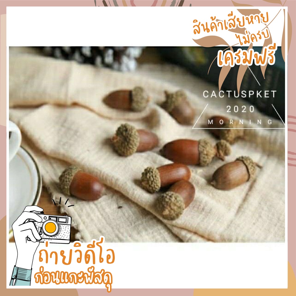 (พร้อมส่งจากไทย) เอคอร์น ลูกโอ๊ค ผลจริง !! สัตว์ทานได้ แฮมเตอร์ ชูการ์ นำเข้าจากต่างประเทศ ลูกสน