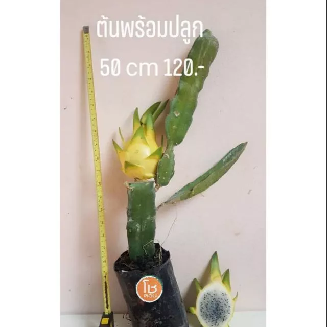 ไร่โชตวัน ต้นพันธุ์แก้วมังกรเหลืองอิสราเอลพร้อมปลูกขนาด 50cm