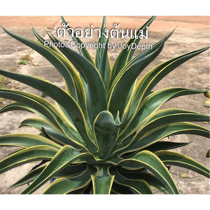 Agave Desmettiana Marginata ปากนกแก้วด่างขอบเหลือง 80-110 ฿