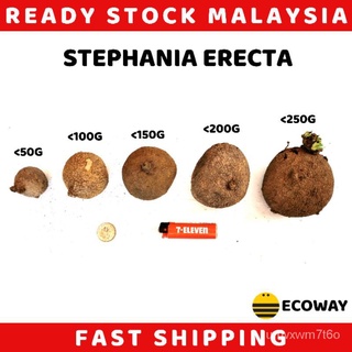 Stephania Erecta Indoor Plant Thailand สิ่ว klom, Mon, กลม, ดวง山乌龟花园/生菜/苹果/种子/裙子/文胸/男装/母婴/玫瑰/上衣/ NK81