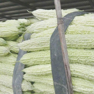 Biji Bernih Peria Putih Panjang (10 Seeds) /เมล็ดมะระหยกขาวยาว/White Bitter Gourd Seeds通心菜/木瓜/手链/内裤/花园/男装/上衣/香菜/向日葵/帽子//