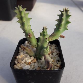 Cake Cactus Farm ไม้อวบน้ำ กระบองเพชร Huernia zabrina magniflora เก๋งจีน แม็คนิฟลอร่า