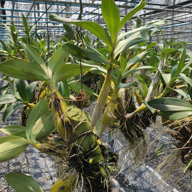 กล้วยไม้เอื้องคำ Den.chrysotoxum