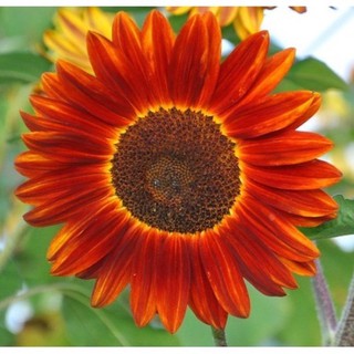 เมล็ดพันธุ์ ทานตะวันสีแดง (Velvet Queen Sunflower Seed) บรรจุ 5 เมล็ด