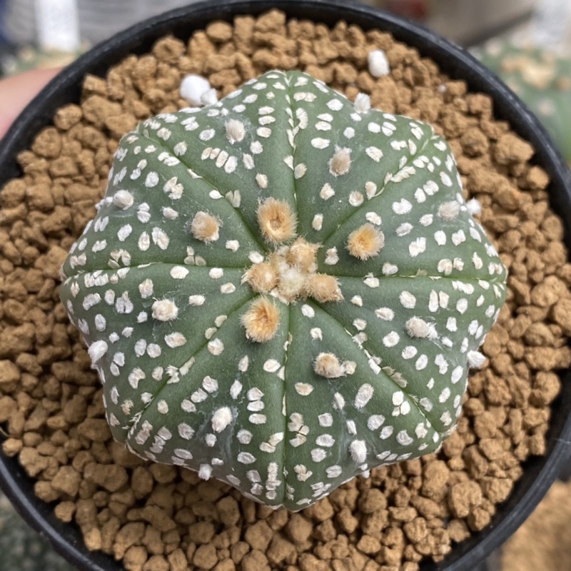 แคคตัส Astrophytum asterias super kabuto starshape กระบองเพชร