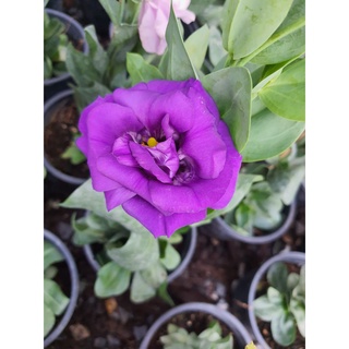 ไม้เข้าใหม่ กุหลาบเวียดนาม กุหลาบไลเซนทัส Lisianthus สีม่วง กุหลาบเวียดนาม  กุหลาบไร้หนาบ กระถาง6 นิ้ว