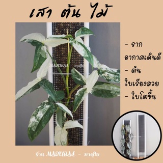 เสาต้นไม้ สูงรวม 100 cm (จำนวน 3 เสา) ไม่มีเชื้อรา ไม่มีสนิม มีช่องใส่วัสดุปลูก เสาไม้เลื้อย เสาไม้ด่าง