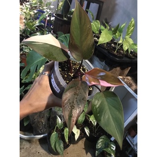 Philodendron Pink Princess