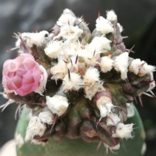 กระบองเพชร ต้นกระบองเพชร  หน่อ ยิมโน ทีเร็กซ์​ T-rex Gymnocalycium ขนาด 1 cm​