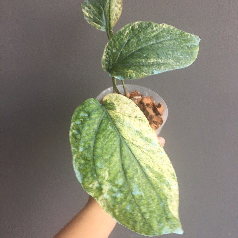 Amydrium zippelianum variegated