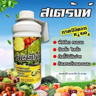 สเตร้งท์ (ซิลิคอน) ขนาด 1 ลิตร พืชเขียวทน ต้นตั้งตรงไม่ล้มง่าย