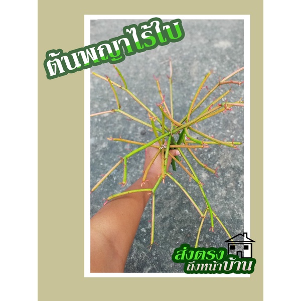 ต้นพญาไร้ใบ ต้นพญาไร้ใบญี่ปุ่น ต้นพญาไร้ใบทอง ต้นสีแดง Euphorbia Firestick (กิ่งตัดสด ปักชำง่าย 1 ชุด = 3 กิ่ง) - รูปที่ 6