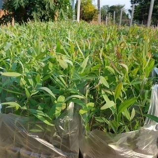 ยูคาลิปตัส (จำนวน 50 ต้น) พันธุ์คามาลดูเลนซิส EUCALYPTUS CAMALDULENSIS