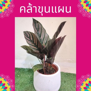 ต้นคล้าขุนแผน เรียกทรัพย์ (CALATHEA ORNATA)