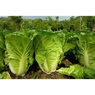 เมล็ดพันธุ์ ผักกาดขาว (  white cabbage seeds  ) นำเข้า บรรจุ 400 เมล็ด