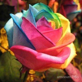 Multi-Petals Rainbow Holland Mixed Variety Roses Double-Petal Rose Plant Seed Home Outdoor Flower Garden Seeds园艺/木瓜/玫瑰/男