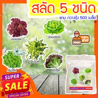 🌱ผักสลัด เมล็ดสลัด 5 ชนิด รวม 250 เมล็ด ชนิดละ 50 เมล็ด ผักสลัด เมล็ดพันธุ์ผักสลัด ไฮโดรโปนิกส์  *แถมฟรี เมล็ดผักกวาง