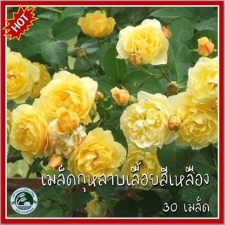 30 เมล็ด กุหลาบเลื้อยสีเหลือง Yellow Climbing rose กุหลาบ กุหลาบเลื้อย เมล็ดกุหลาบ เมล็ดกุหลาบเลื้อย