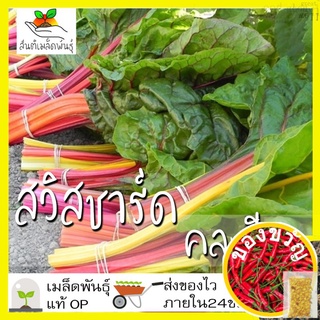 เมล็ดพันธุ์ สวิสชาร์ดคละสี 100 เมล็ดMixed Swiss Chard Seed เมล็ดพันธุ์แท้100% นำเข้าจากต่างประเทศ ปลูกผัก สวนครัว ถูก ดี