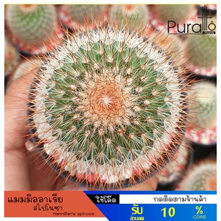 ต้นกระบองเพชร แมมมิลลาเรีย สไปโนซา แมมหนามแดง Mammillaria spinosa #cactus #แคสตัส #ต้นไม้จิ๋ว