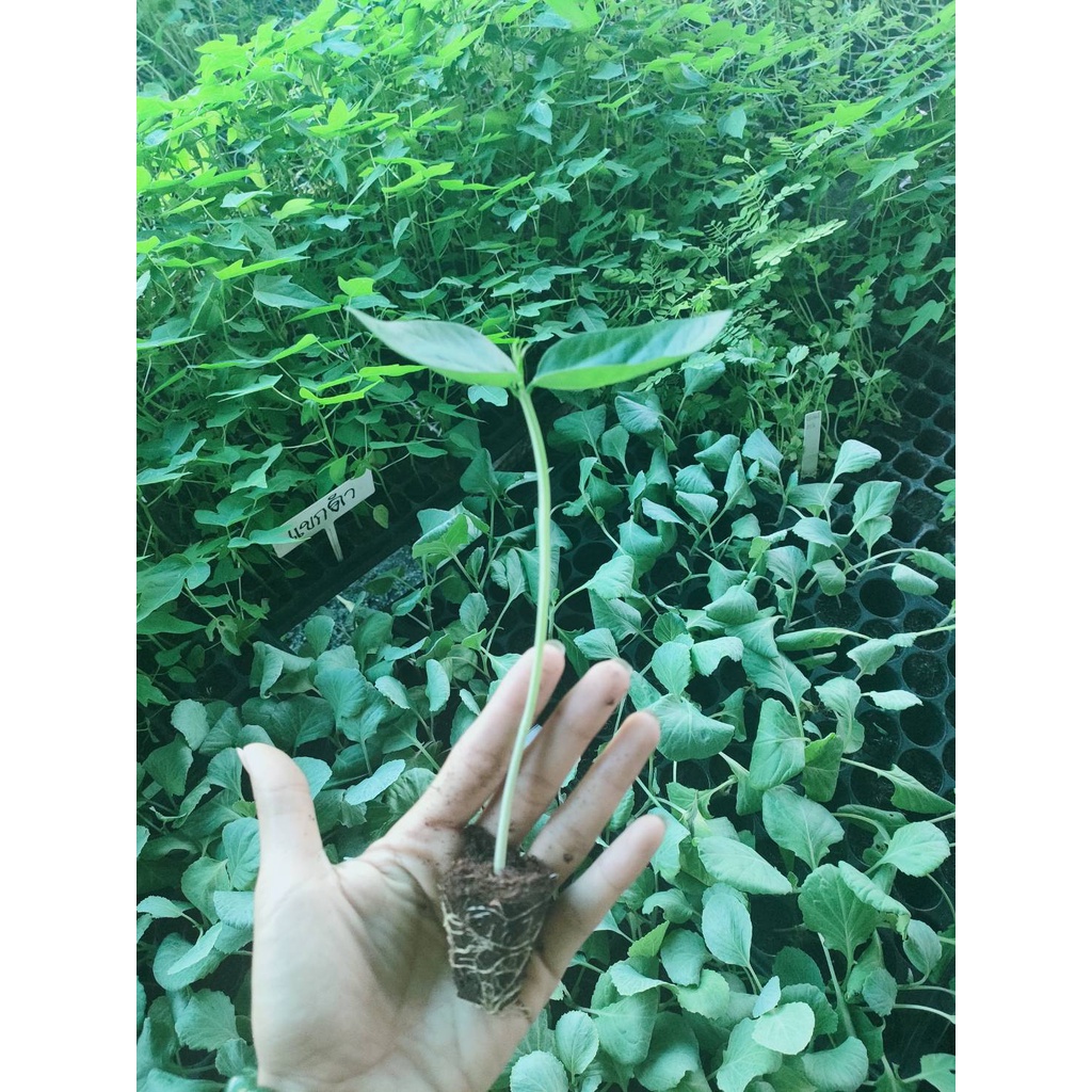 ต้นกล้า ถั่วยาวเขียวไร้ค้าง พร้อมปลูก กล้าละ 10บาท ซื้อ 10แถม2   ถั่วฝักยาวไร้ค้าง ถั่วพุ่ม ถั่วไร้ค้าง ติดฝักดก ฝักเรีย - รูปที่ 3