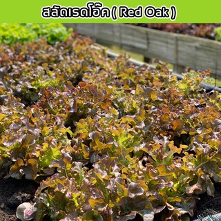 🌱เมล็ดผักสลัด เรดโอ๊ค 100 เมล็ด 10 บาท  📌งอกดีมีคู่มือการปลูก  / ผักอินทรีย์ ผักสลัด เมล็ดสลัดรวม เมล็ดผัก เมล็ดพันธุ์