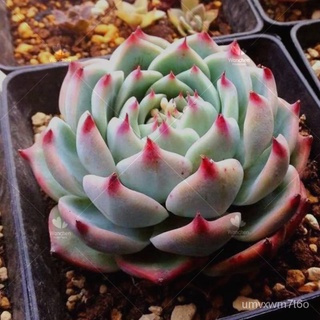 【ของแท้ 100% 】100 เมล็ด บอนสี Mixed Succulent Seeds ต้นบอนสีแปลกๆ เมล็ดบอนสีสวยๆ เมล็ดบอนสี คละพันธุ์ เมล็ดพันธุ์ดอกไม้