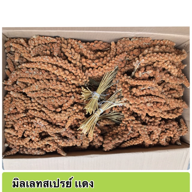 มิลเล็ตสเปรย์แดง (แบ่งขาย 1KG.)  อาหารนกแก้ว หนูแฮมสเตอร์ และสัตว์ฟันแทะ