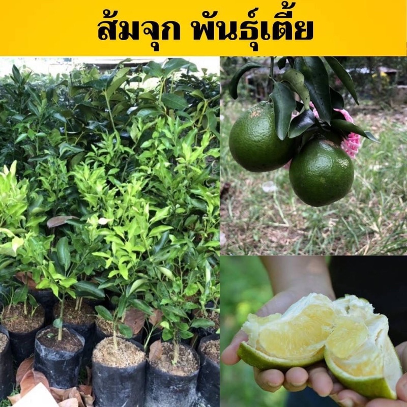 ส้มจุกจะนะเสียบยอดแท้ต้นเตี้ยติดผลเร็ว