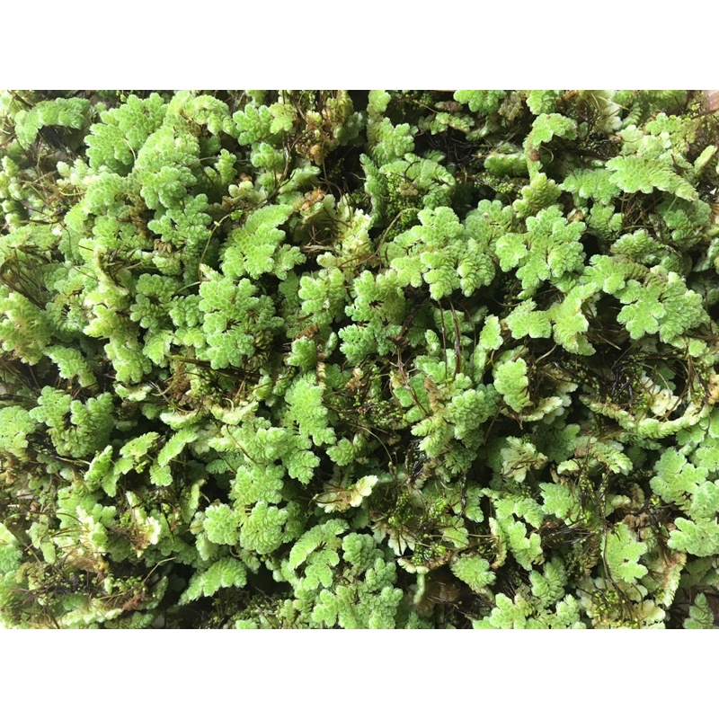 💥ราคาถูกแต่ดี💥🍀แหนแดง🍀 ลดต้นทุนค่าอาหารสัตว์เป็นปุ๋ยชั้นเลิศ