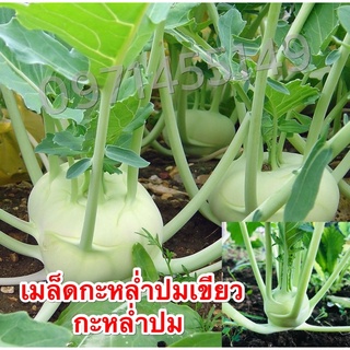 เมล็ดกะหลำปมเขียว พร้อมสเมล็ดพันธุ์แท้ OP แท้ 100 % กะหล่ำปม สีเขียว ปลูกง่ายมาก ใบคล้ายคะน้า - GREEN VIENNA KOHLRABI