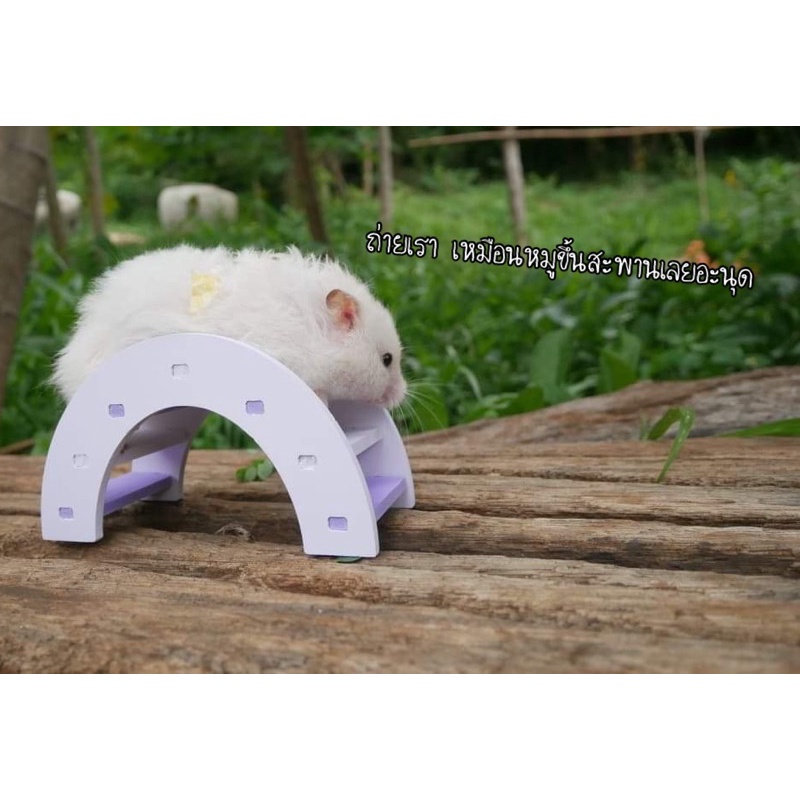 Animal KOKO สะพานโค้ง ขนาดกลาง ของ สัตว์เลี้ยง พร้อมจัดส่ง รูปที่ 6