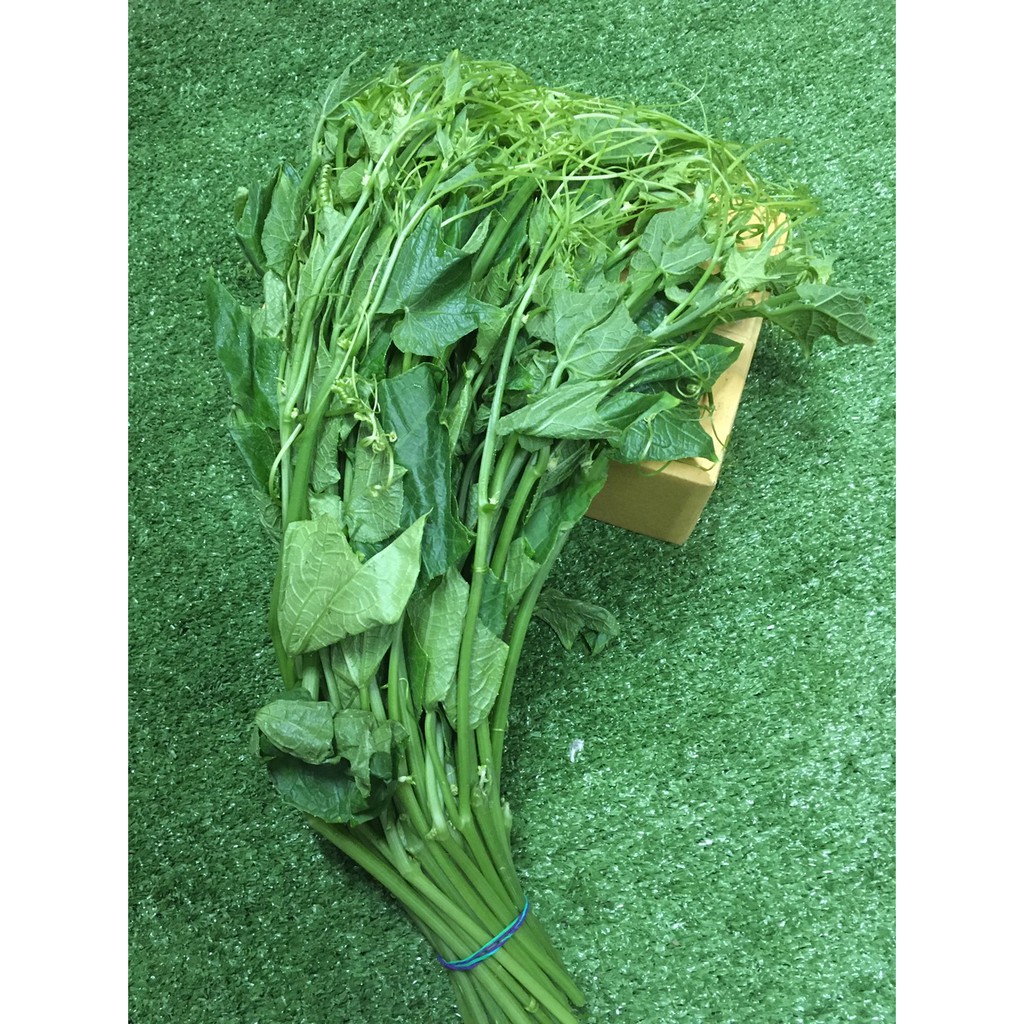 ใบยอดมะระ ผักฟักแม้ว ซาโยเต้  – ผักผลไม้สด