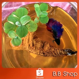 นํ้าหมักใบหูกวาง( 800ml) สูตรเข้มข้น ผสมเกลือสมุทร สำหรับสายกัด /ปลาสวยงาม สะอาดปลอดภัย คุ้มแน่นอน