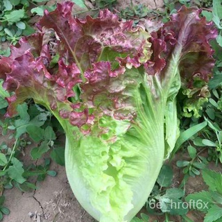 Purple Leaf Water Crystal Lettuce  Vegetable Seeds buy 1 take 1， 50 seeds (not  plants)。帽子/儿童/花园/鲜花/手链/文胸/seeds/内裤/头饰/母婴