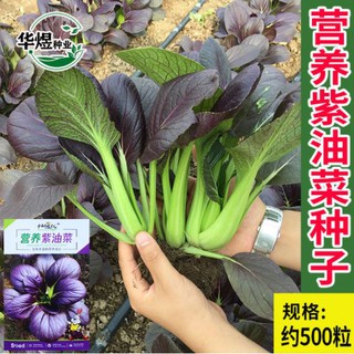 💜💜เมล็ดกวางตุ้งสีม่วง กวางตุ้งม่วง ใบสีม่วง กรอบหวาน (500+เมล็ด)💜💜