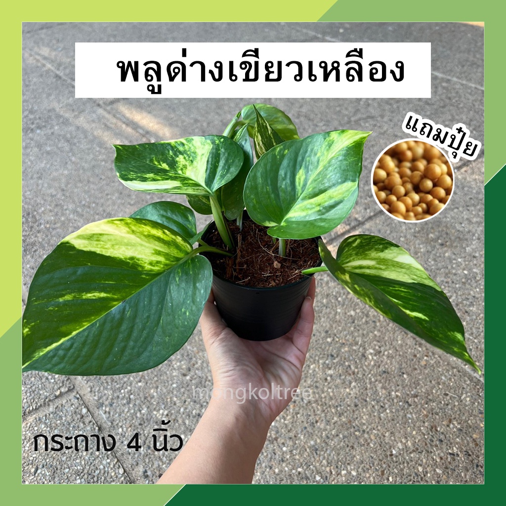 พลูด่างเขียวเหลือง กระถาง 4 นิ้ว (แถมปุ๋ยฟรี!) ไม่ฟอกอากาศ ต้นไม่ด่าง ไม้ประดับ ต้นไม้ในร่ม เลี้ยงง่าย วางโต๊ะทำงาน