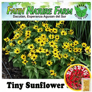 Tiny Sunflower / False Sunflower Seeds ( Approx 30 seeds) กุหลาบ/แอปเปิ้ล/家和สวน/花园/ผักชี/เสื้อ/หมวก/แม่และเด็ก/เด็ก/ผักก