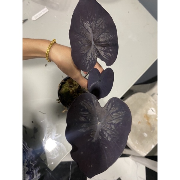 colocasia black coral